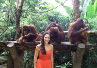 Petit déjeuner au zoo de Singapour en compagnie des orangs-outangs