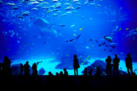 Sentosa S. E. A. Entrée à l'Aquarium de Singapour Avec l'option de transfert DEPUIS l'hôtel