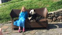 Private Day Trip including Panda Holding and Feeding at Dujiangyan Panda Center