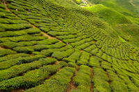 Aventure Cameron Highlands de 2 jours au départ de Kuala Lumpur