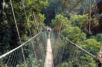 Private Tour: Kuala Lumpur Rainforest and Canopy Walkway Tour