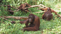 Private Tour: Orangutan Island and Mangrove Forest Day Trip from Penang
