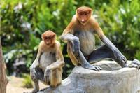 Salir de la ciudad,Actividades,Excursiones de un día,Actividades de aventura,Salidas a la naturaleza,Parque Nacional de Bako