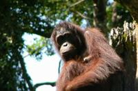 Sandakan Sepilok Orang Utan Rehabilitation Center Full-Day Trip from Kota Kinabalu