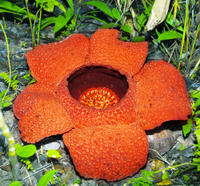 Excursion d'une journée Tambunan de Kota Kinabalu: Rafflesia Flower, Bamboo Village et Rainforest Trek