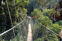 Visite privée: excursion dans la forêt tropicale et le canopée de Kuala Lumpur