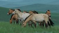 Day Tour of Hustai National Park 