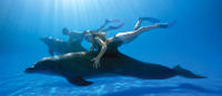 Swim with the Dolphins in Cabo San Lucas