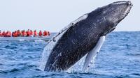 Whale Watching Photo Safari Tour in Los Cabos