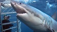 Full-Day Shark Cage Diving from Cape Town