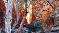 Angkerle Standley Chasm Tour from Alice Springs Including 4-Course Dinner image 1 Angkerle Standley Chasm Tour from Alice Springs Including 4-Course Dinner image 1