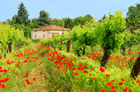 Cata de vinos