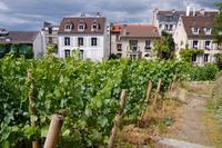 Tour van Montmartre met VIP-bezoek aan de Clos Montmartre-wijngaard Tour van Montmartre met VIP-bezoek aan de Clos Montmartre-wijngaard
