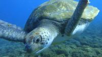 Guided Snorkeling with Turtles with Pictures in Tenerife 