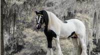 Gypsy Gold Horse Farm Tour