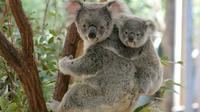 Lone Pine Koala Sanctuary Day Pass