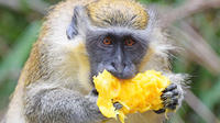 Barbados Shore Excursion: Wildlife Encounter and Beach Day