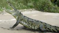 Jungle Crocodile Safari and Bird Watching Tour