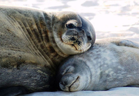 Croisière dans le Port de New York, à la découverte des animaux d'hiver