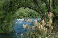 Rafting en eaux vives panoramique sur le fleuve Rangitaiki au départ de Rotorua