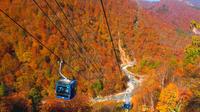 Fall Foliage Experience by Gondola in Niigata