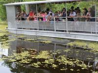 Swamp and Bayou Sightseeing Tour with Boat Ride from New Orleans