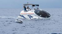 海の野生動物に出会う冒険 海の野生動物に出会う冒険