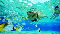 Gold Coast Guided Snorkel with Fish Tour