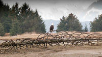 Haines Photography Tour - Skagway departure