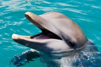 Nage AVEC LES DAUPHINS Ë Ocean World