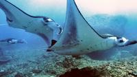 Diving with Manta Rays for Certified Divers at Padangbai Beach