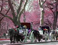 Private Carriage Ride in Central Park