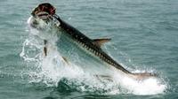 Amelia Island Inshore Fishing Charter
