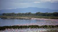 Full-Day Lake Nakuru National Park Private Tour from Nairobi