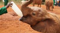 Half-Day Daphne Sheldrick Wildlife Trust - Elephant Orphanage Tour from Nairobi