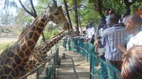 Half-Day Haller Park Tour from Mombasa