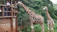 Out of Africa Experience: Giraffe Centre and Karen Blixen Museum Tour from Nairobi