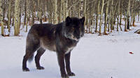 Yamnuska Wolfdog Sanctuary Guided Tour