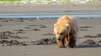 Alaska Bear-Viewing Day Trip from Homer