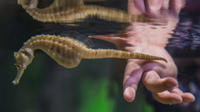 Seahorse World Guided Tour