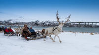 Reindeer Sledding and Sami Culture in Tromso