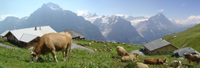 Excursion-Découverte de la Campagne et des traditions suisses, au départ de Zurich