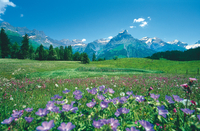 Excursion d'Une journée à Lucerne et Engelberg au départ de Zurich