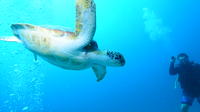 Two Tank Scuba Dive Adventure from St Maarten