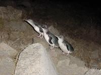 Île Bonnet Wildlife Croisière de Strahan