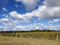 Hunter Valley - Excursion vinicole et parc animalier en petit groupe