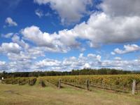 Hunter Valley Wineries and Wilderness Small-Group Tour