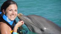 Anguilla Dolphin Encounter