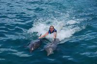 Aventure de nage with les dauphins Ë Punta Cana, with surclassement en Option pour juin nage royale with les dauphins