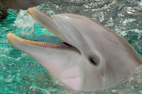 Cancun Dolphin Royal Swim on Isla Mujeres